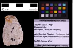 Foto (Objekt + Etiketten) von Decapoda indet. (NHMW-GEO-1990-0041-0353)